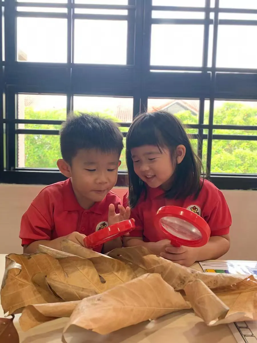 Preschool children learning leaf classification during a nature study activity at MapleBear Jurong West bilingual preschool